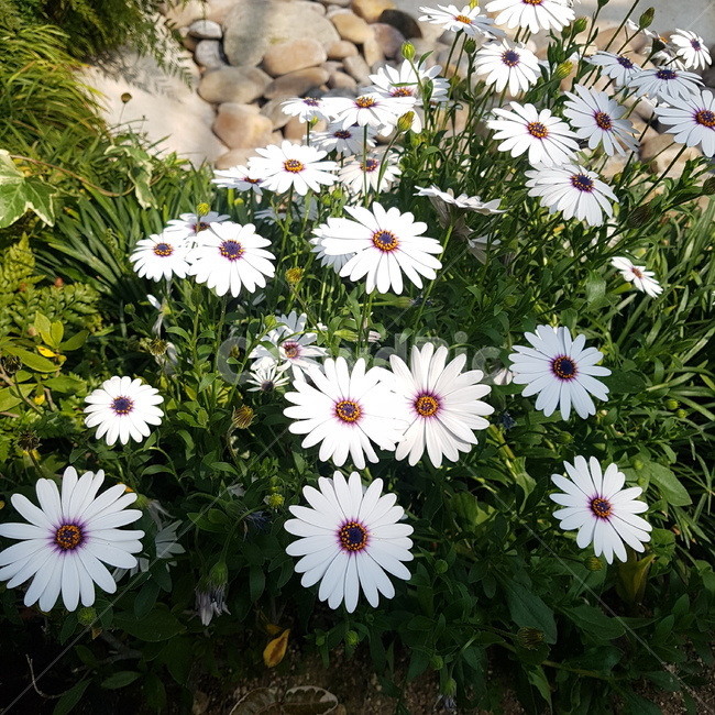 꽃,식물,자연,봄,flower,spring,식물원,화원,온실,식물,자연,plants,nature,꽃,flower
