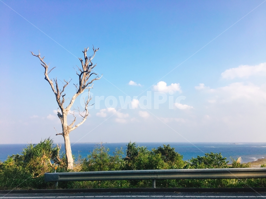 하늘,나무,바다,자연,구름,자연,풍경,nature,landscape,식물,plants,나무,trees,wood