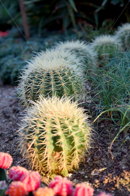 온실식물,온실재배,온실원예,선인장,식물,예쁜,가시,선인장가시,plants