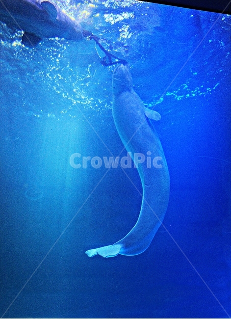 돌고래,고래,아쿠아리움,수족관,포유류,물,동물,animal,포유류,mammal