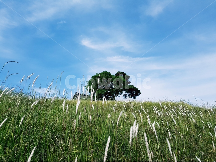 삘기꽃,파랑하늘,풍경,구름,나무,자연,풍경,nature,landscape,식물,plants,나무,trees,wood,field,들,outdoors,옥외,grassland,목초지