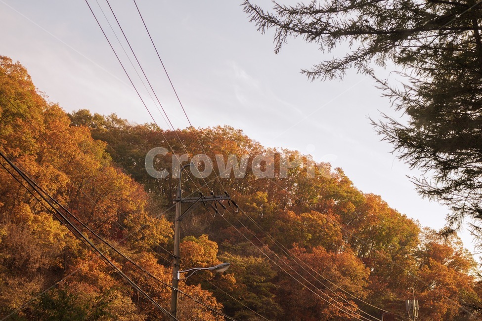나무,단풍,가을,자연,풍경,fall,tree,landscape,가을,계절,fall,autumn,season,자연,풍경,nature,landscape