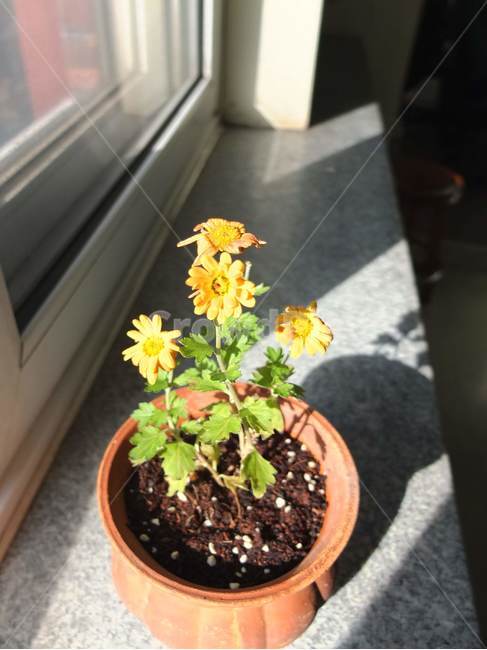 화분,꽃,노랑,초록,식물