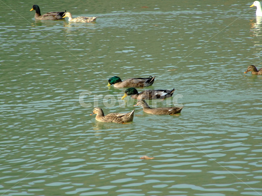 오리,물오리,호수,풍경,시골,동물,animal,조류,새,birds
