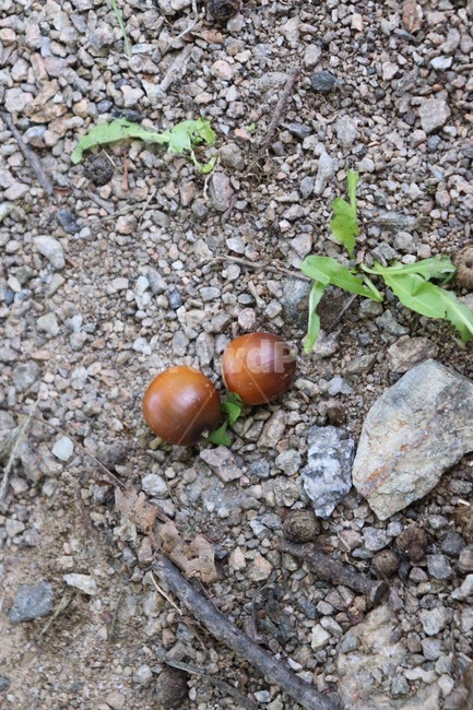 도토리,acorn,다람쥐,다람쥐열매,열매,가을감성