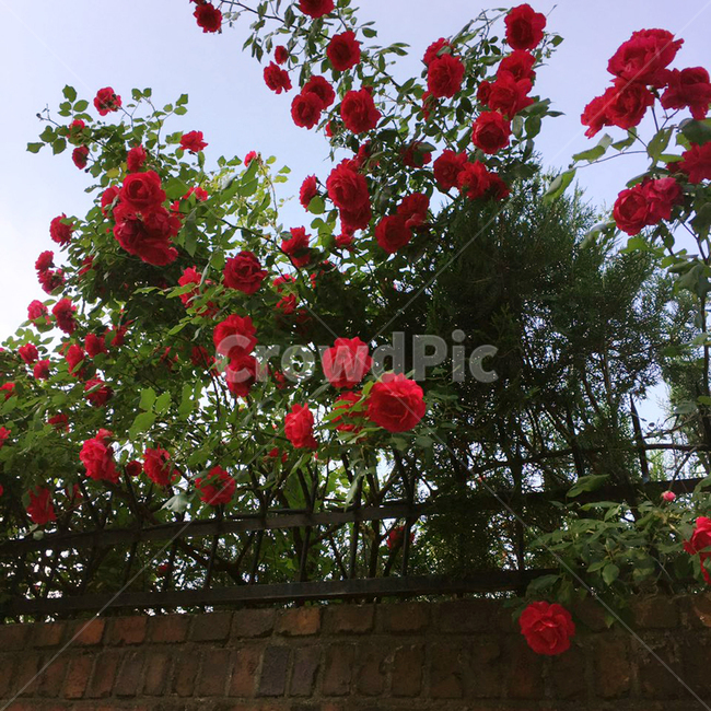 식물,꽃,장미,빨간꽃,담장,여름,계절,빨간색,식물,자연,plants,nature,꽃,flower