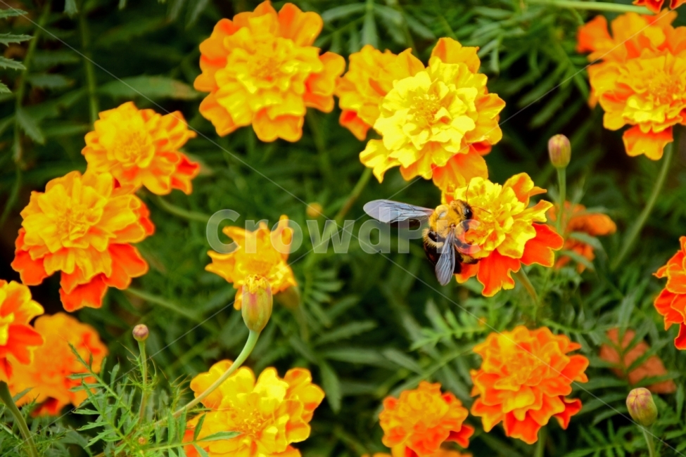 Flowers,꽃,bee,벌,insect,가을,식물,자연,plants,nature,꽃,flower,동물,animal,곤충,벌레,insect,bug