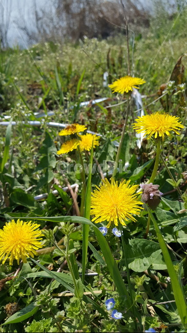 민들레,taraxacumplatycarpum,노란꽃,들꽃,벌,식물,자연,plants,nature,꽃,flower