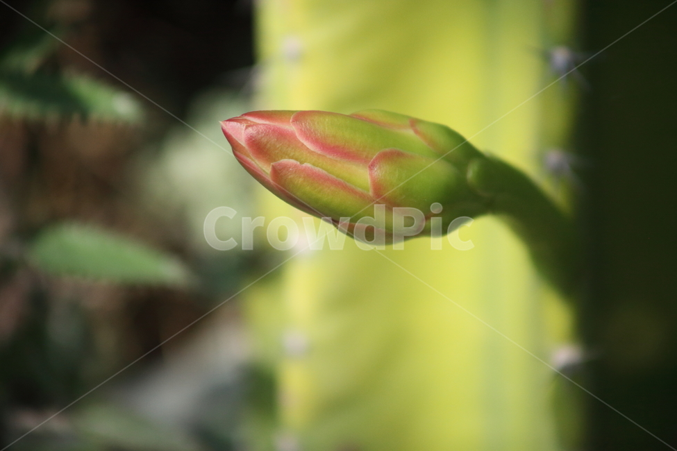 선인장,꽃봉우리,기둥선인장,백운각,cactus