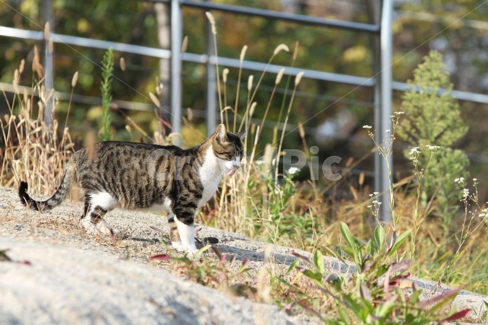 고양이,길고양이,공원,동물,감성사진,고양이표정,동물,animal,포유류,mammal,고양이,cat,kitten,kitty
