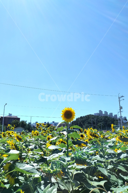 plant,식물,flower,꽃,blossom,해바라기,sunflower