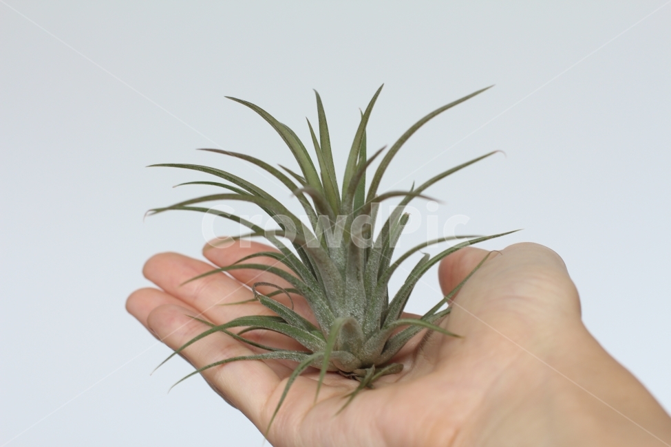 틸란드시아,식물,공기정화식물,그린,플랜테리어,plants,식물,자연,plants,nature,사람,인물,인간,human,person,신체일부,몸,body,누끼,remove background
