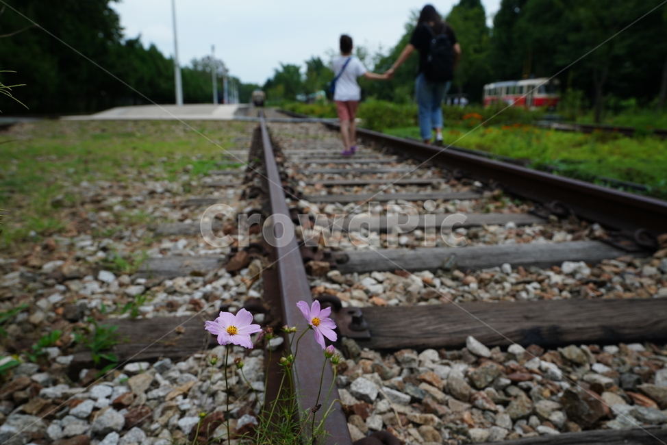 철도,기찻길,길,road,교통,transportation,레일,rail,코스모스,꽃