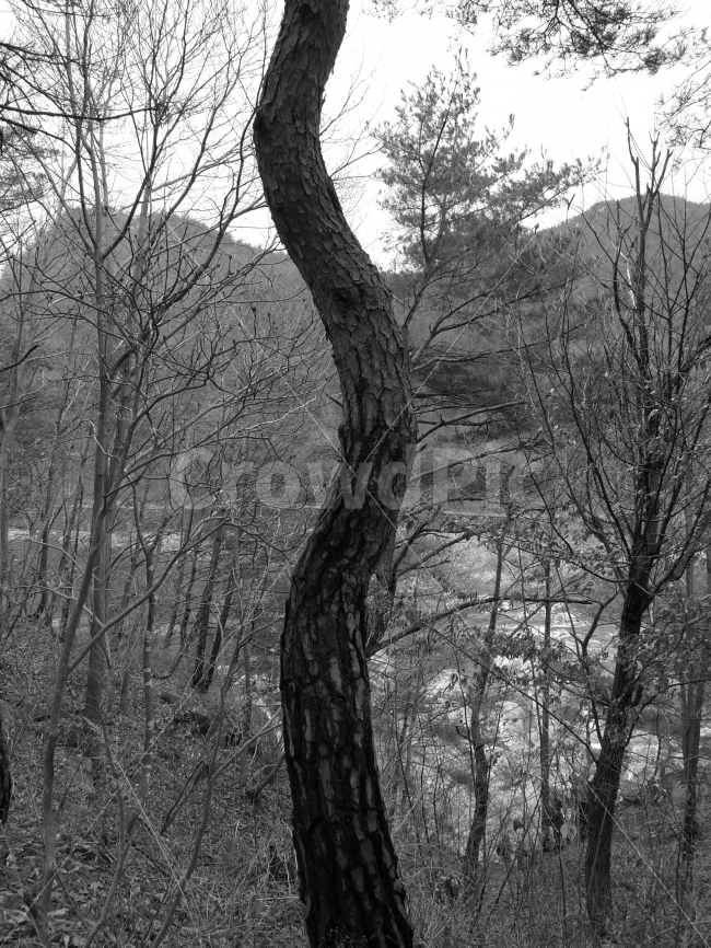흑백,나무,인생,흔들림,쉼,식물,자연,plants,nature,흑백,모노톤,monochrome,black and white