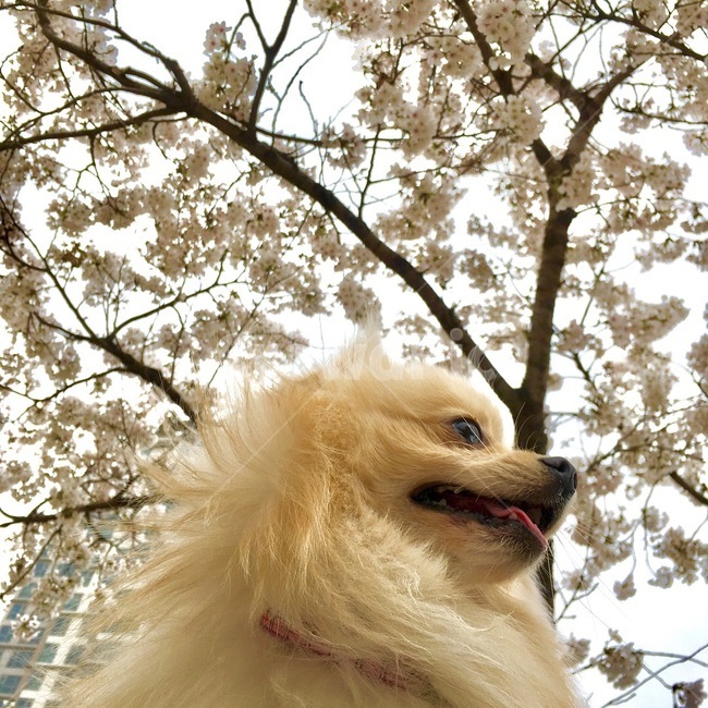 벚꽃,꽃,마실,개,강아지,포메라니안,반려견,봄,계절,spring,season,동물,animal,포유류,mammal,개,강아지,dog,doggy
