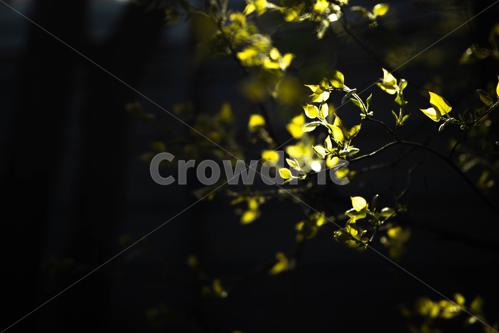 햇빛,잎,나무,초록색,초록,실루엣,sunlight,leaf,green,싱그러움,식물,자연,plants,nature