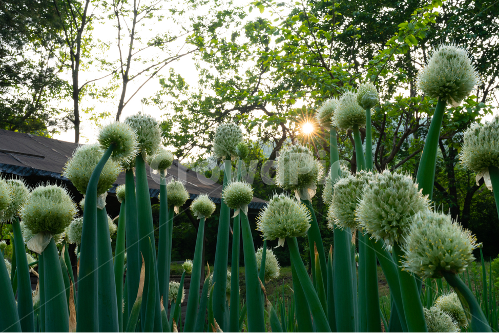 햇살,식물,plant,나무,tree,식물,자연,plants,nature,꽃,flower