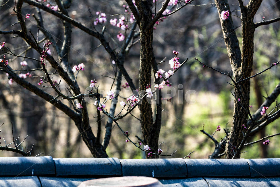 고궁,기와담장,전통담장,봄,벚꽃,나무,자연,전통기와,꽃,flower,나무,trees,wood