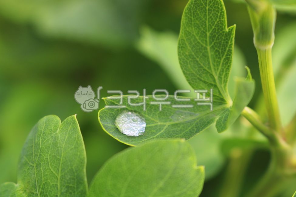 windproof,Herbs,nature,Ssam vegetables,rainwater,Agricultural products,leaf,vegetable,water,raindrop,water drop,Perilla oil sprouts,field,Apiaceae,plant,garden,Perilla oil,windbreak greens,wild vegetables
