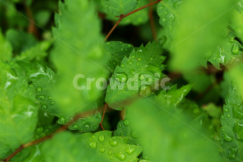 wetlesves,leaf,물방울,잎사귀,나뭇잎
