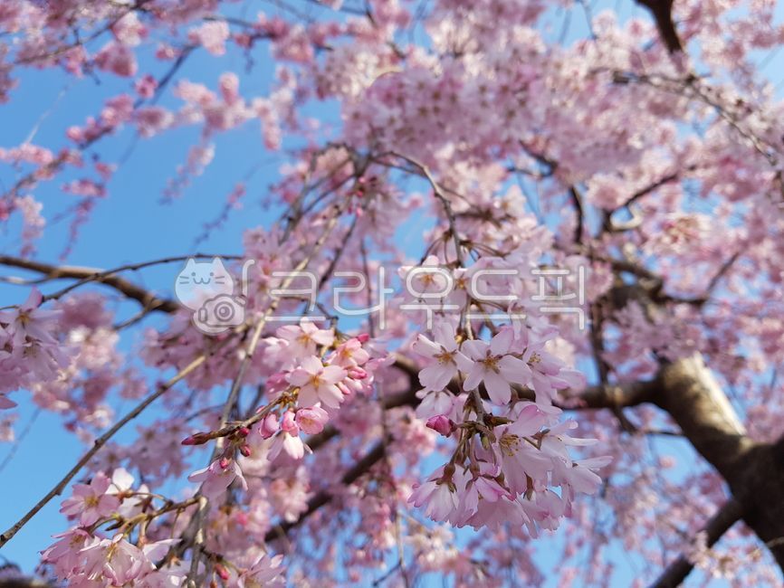 꽃,flower,cherryblossom,벚꽃,꽃잎,나고야
