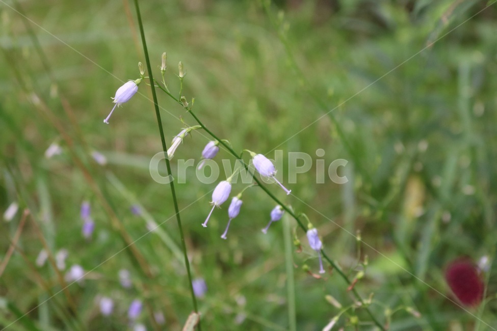 꽃,식물,분홍,보라,여름,초록,flower,hana,plants,shokubutsu,pink,pinku,purple,murasaki,summer,natsu,green,midori,자연,nature,식물,자연,plants,nature,꽃,flower