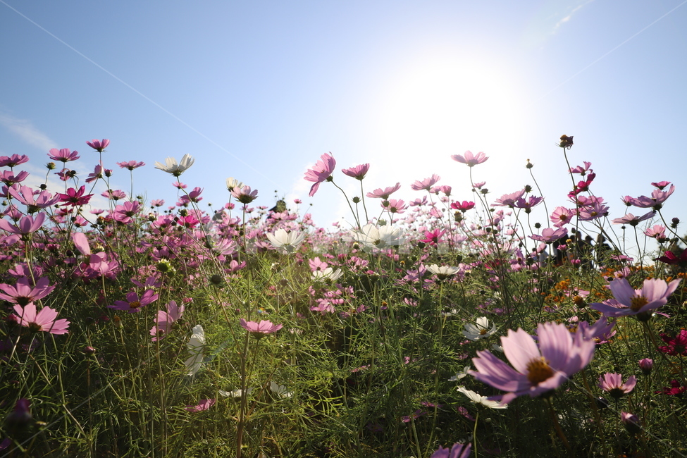 코스모스,가을,꽃,cosmos,식물,계절,자연,가을,계절,fall,autumn,season,식물,자연,plants,nature,꽃,flower,plant