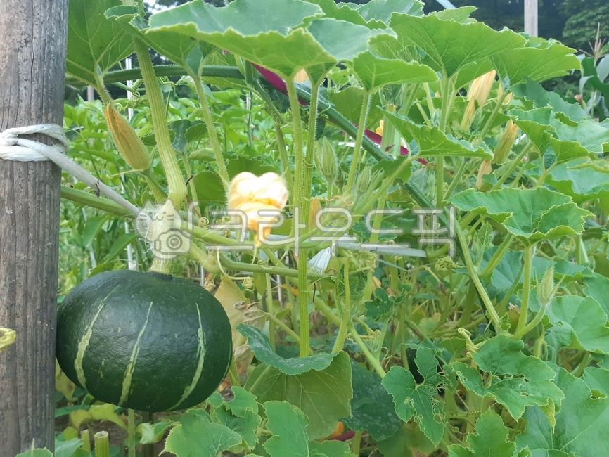 호박,호박밭,화박꽃,호박잎,단호박