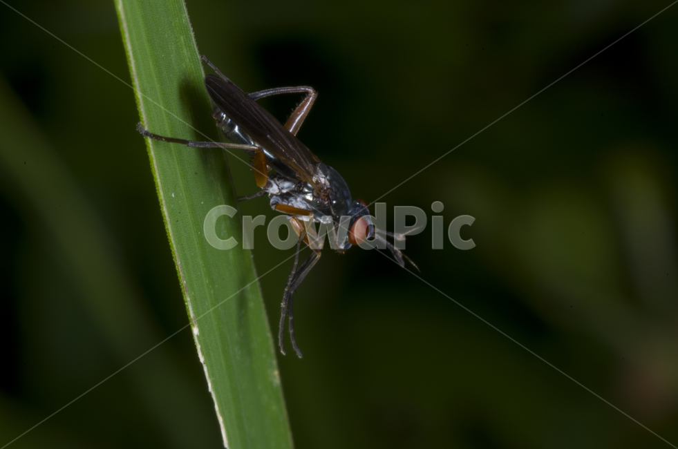뿔들파리,파리,뿔,곤충,여름,접사,가을곤충,여름곤충,가을,곤충,벌레,insect,bug