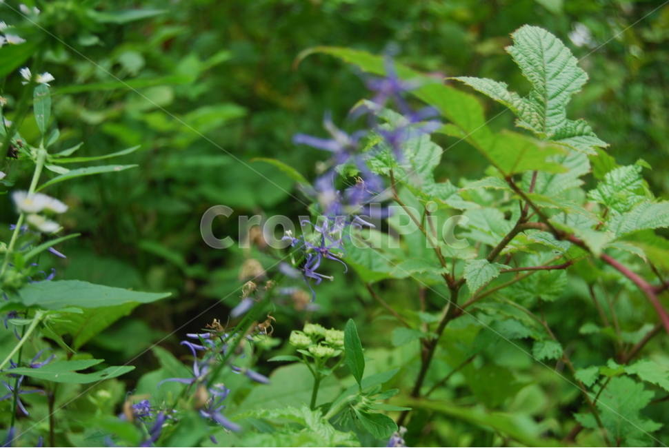 야생화,wildflower,plant,식물,공원,park,식물,자연,plants,nature,꽃,flower