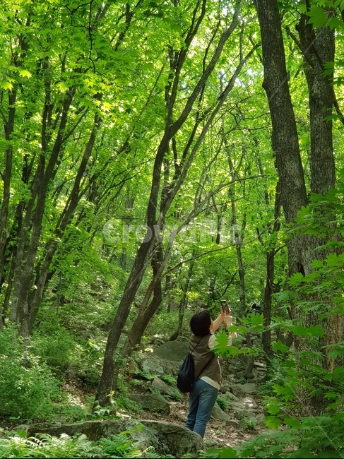 초목,식물,나무,숲,옥외,plant,tree,식물,자연,plants,nature,나무,trees,wood
