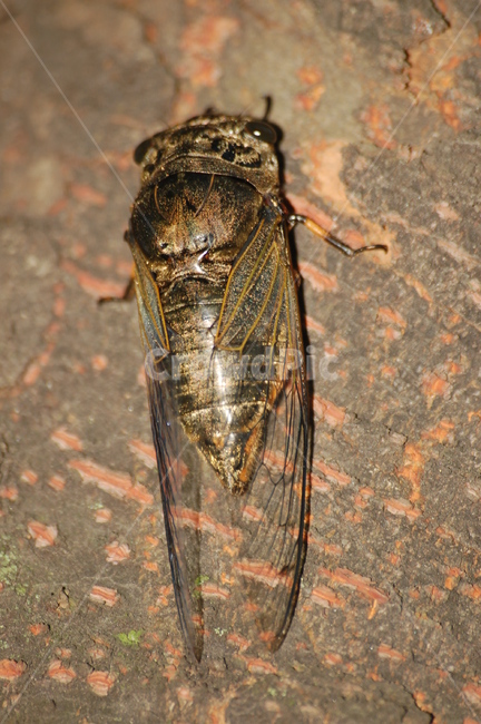자연,곤충,여름,매미,벌레,동물,animal,곤충,벌레,insect,bug