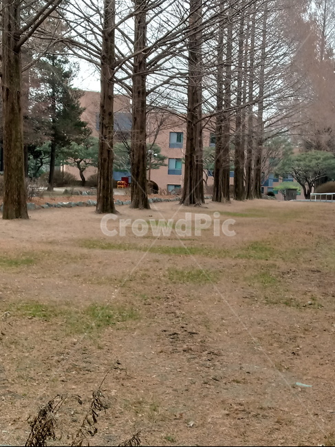 나무,식물,plant,tree,treetrunk,나무줄기,자연,큰나무,메타세과이어,건물,식물,자연,plants,nature,나무,trees,wood