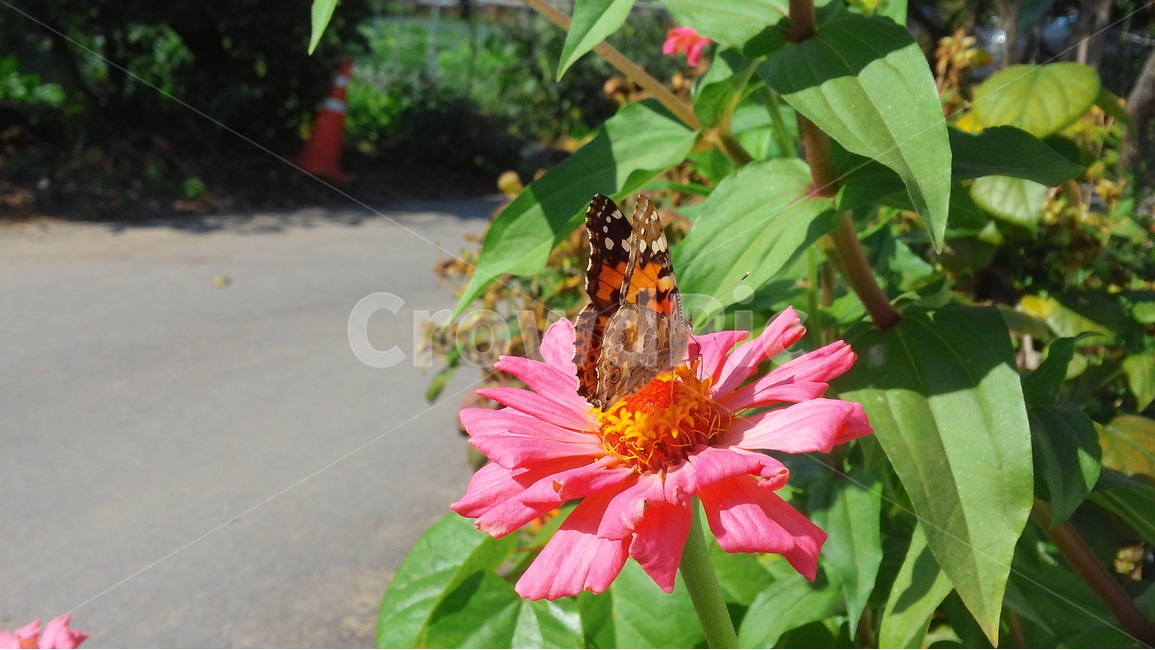 분홍색,꽃,나비,배경,봄,봄,계절,spring,season,식물,자연,plants,nature,꽃,flower,동물,animal,곤충,벌레,insect,bug