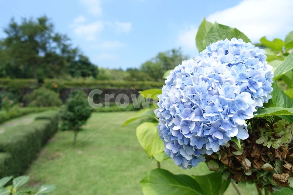 꽃,봄,배경,flower,calm,봄날,spring,green,식물,자연,plants,nature,꽃,flower