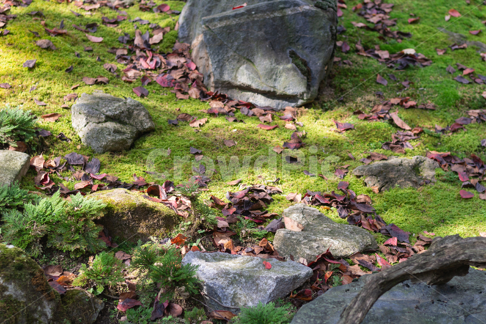 자연,이끼,식물,잎,낙엽,가을,nature,plant,leaves,autumn