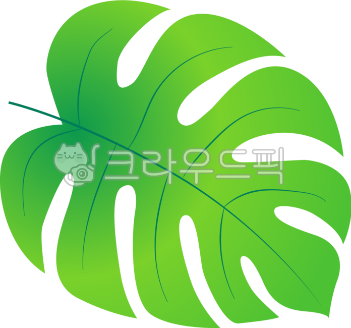 Monstera,tropical,summer,tropical plant,leaf,nature,green,jungle,resort,exotic,freshness,green,healing,vitality,coolness,shade,sunlight,vitality,planterium,floral,leaf vein,vitality,leaf decoration