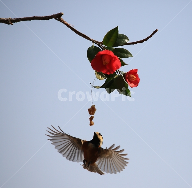 animal,동물,bird,새,plant,식물,flower,blossom,꽃,leaf,잎,동백,동백꽃,동박새,먹이,식물,자연,plants,nature,꽃,flower,동물,animal,조류,새,birds