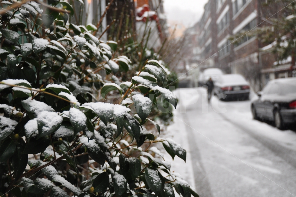 겨울,눈,나무,잎,집앞,계절,하얀눈,winter,snow,trees,leaves,house,fallingsnow,season,cold,겨울,계절,winter,season,도시,풍경,city,landscape,nature,자연,outdoors,옥외,automobile,자동차,car,차,vehicle,차량,transportation,교통,storm,폭풍,blizzard,눈보라