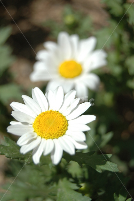 꽃,두송이,계란꽃,flower,blossom