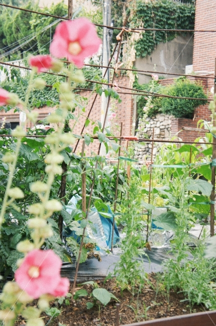 자연,정원,풍경,초록,꽆,식물,감성,감성사진,green,landscape,nature,garden,식물,자연,plants,nature,꽃,flower,감성,sensible,feeling