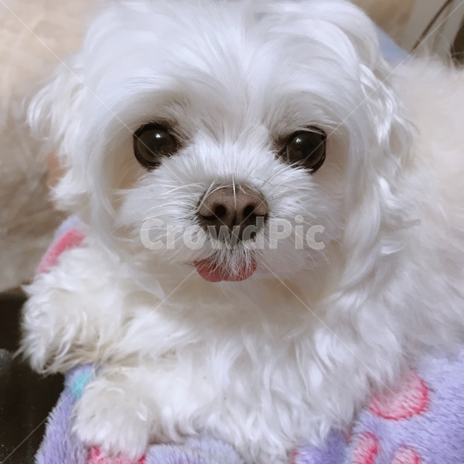 강아지,말티즈,애완견,애완동물,반려견,개,동물,animal,포유류,mammal,개,강아지,dog,doggy