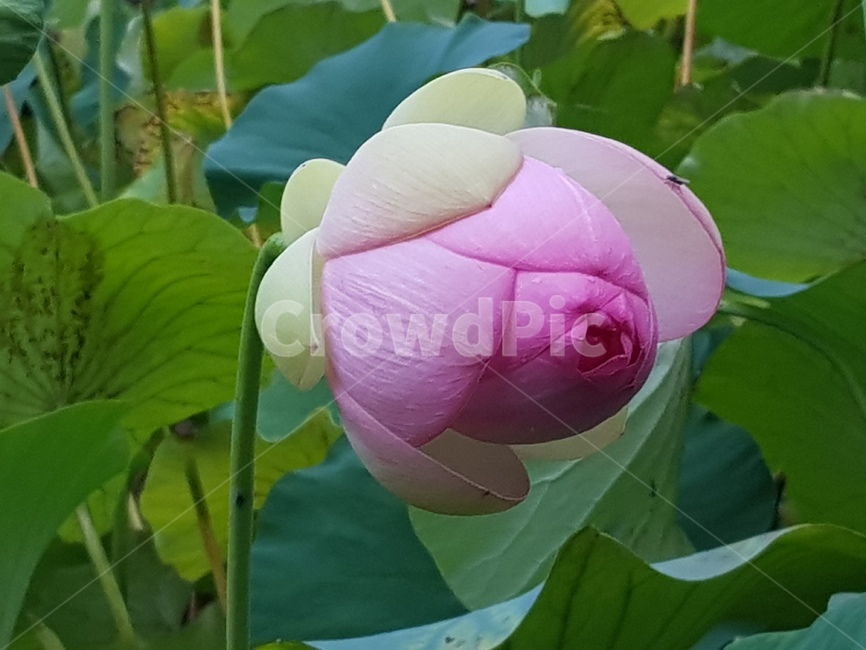 plant,꽃,연꽃,flower,붉은꽃