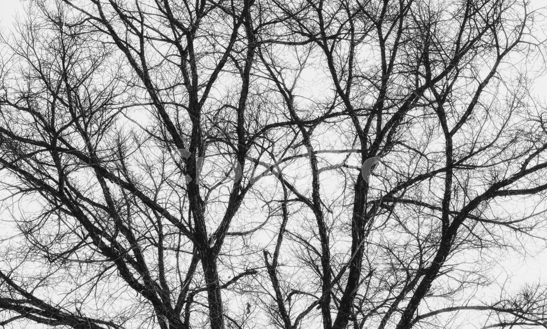 나무,나뭇가지,가지,겨울,횡함,자연,풍경,겨울,계절,winter,season,식물,자연,plants,nature,나무,trees,wood,흑백,모노톤,monochrome,black and white