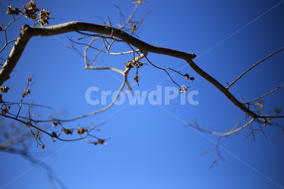 나뭇가지,하늘,자연,나무,겨울,식물,자연,plants,nature,나무,trees,wood