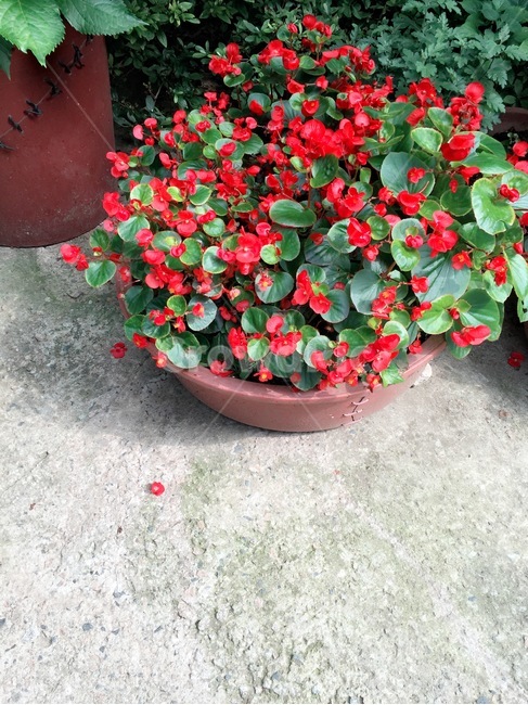 꽃,식물,빨강,대야,옥상,식물,자연,plants,nature,꽃,flower