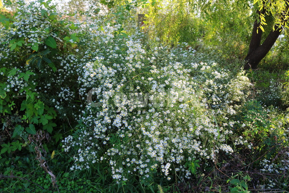 꽃,쑥부쟁이,식물,야생화,들꽃,미국쑥부쟁이,털쑥부쟁이,국화,국화과,자연,흰꽃,작은꽃,식물,자연,plants,nature,꽃,flower