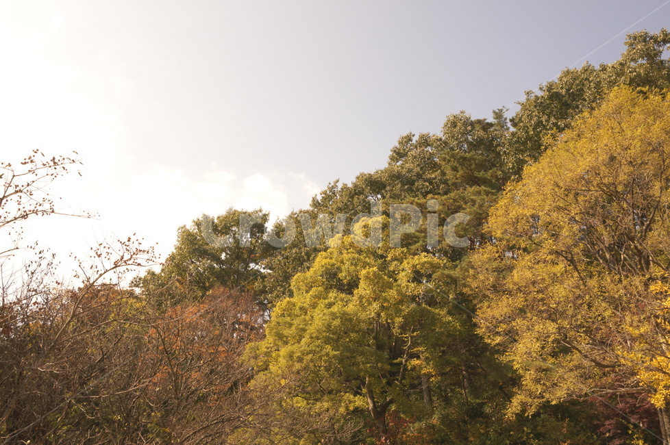 하늘,나무,가을,tree,sky,fall,autumn