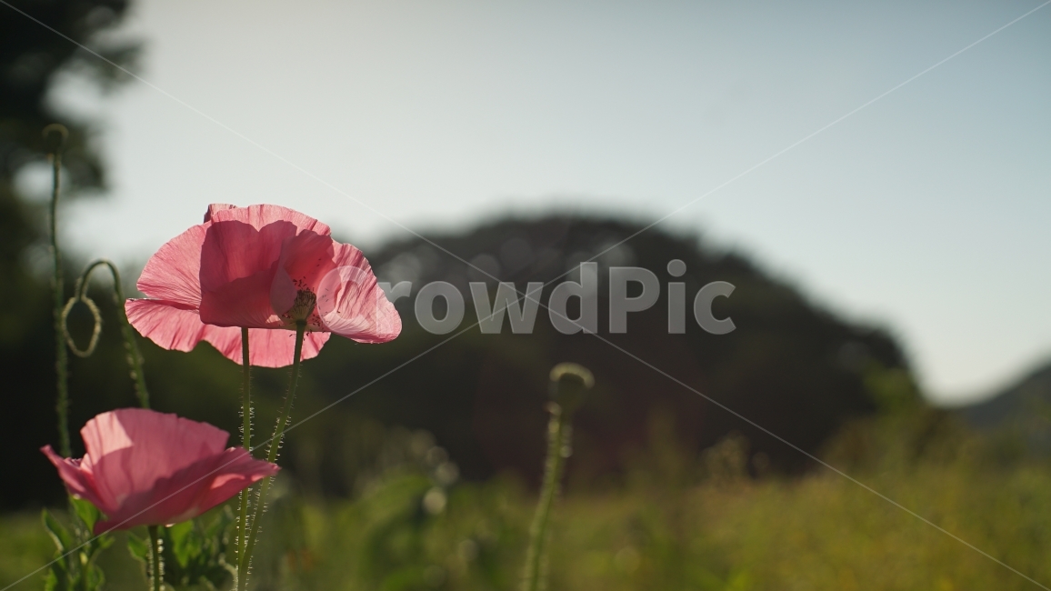 꽃,여름,6월,양귀비,여름꽃,식물,자연,plants,nature,꽃,flower,감성,sensible,feeling