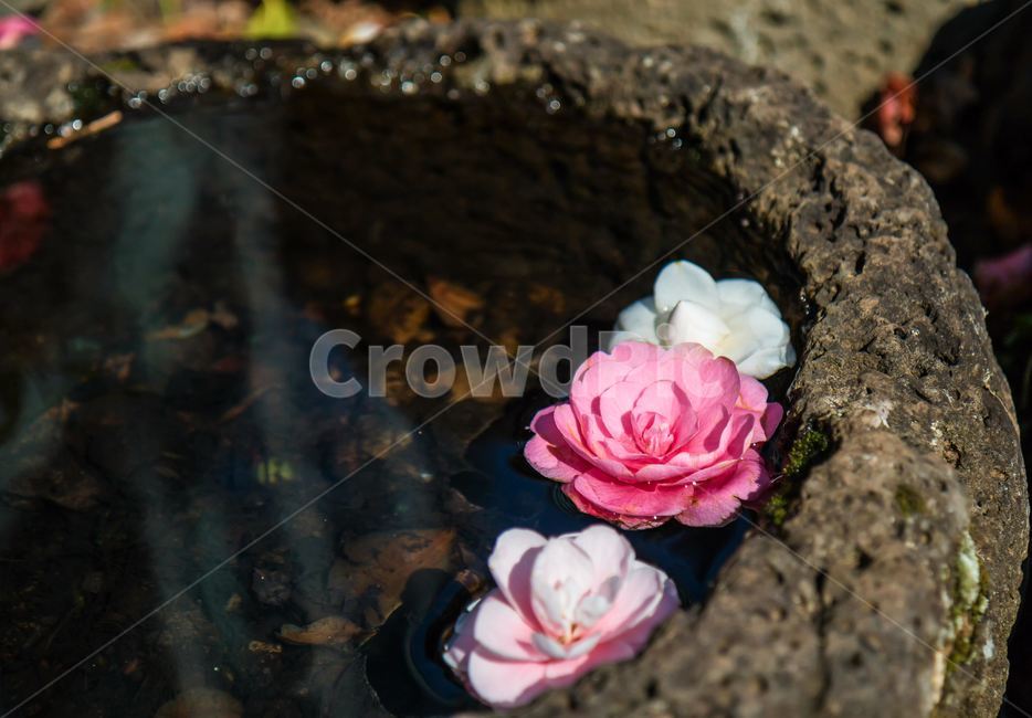 꽃,flower,돌,물,제주,카멜리아힐,꽃,flower